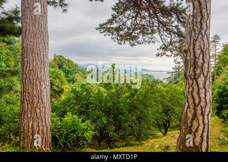 Blick auf Batumi Skyline aus der Ferne botanischer Garten, Georgia Stockfoto