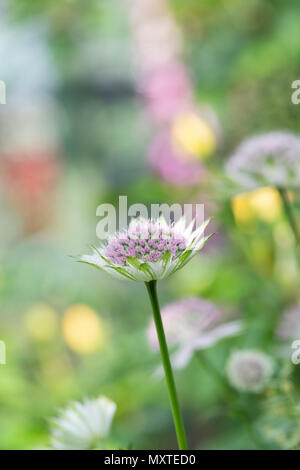 Astrantia Buckland Blume vor einem grünen Hintergrund in einem Englischen Garten Stockfoto