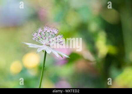 Astrantia Buckland Blume vor einem grünen Hintergrund in einem Englischen Garten Stockfoto