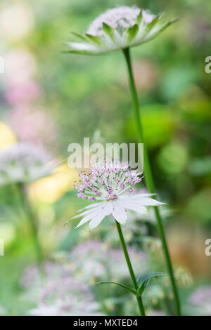 Astrantia Buckland Blume vor einem grünen Hintergrund in einem Englischen Garten Stockfoto