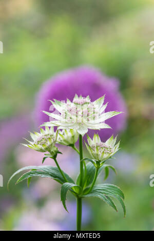 Astrantia Buckland Blume vor einem grünen Hintergrund in einem Englischen Garten Stockfoto