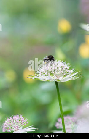 Hummel auf einer heuchera Buckland Blume vor einem grünen Hintergrund in einem Englischen Garten Stockfoto