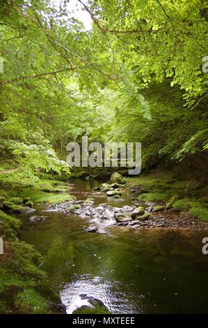 Akame 48 Wasserfälle: geheimnisvolle Landschaft mit riesigen Bäumen und riesigen Moos bewachsen Felsformationen, unberührte Natur, grüne Vegetation, Wasserfällen Stockfoto
