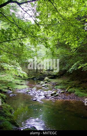Akame 48 Wasserfälle: geheimnisvolle Landschaft mit riesigen Bäumen und riesigen Moos bewachsen Felsformationen, unberührte Natur, grüne Vegetation, Wasserfällen Stockfoto