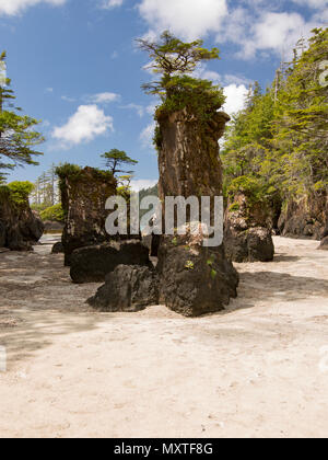 Vancouver Island. San Josef Bay in Cape Scott Provincial Park. Strand und Meer Stacks. Stockfoto