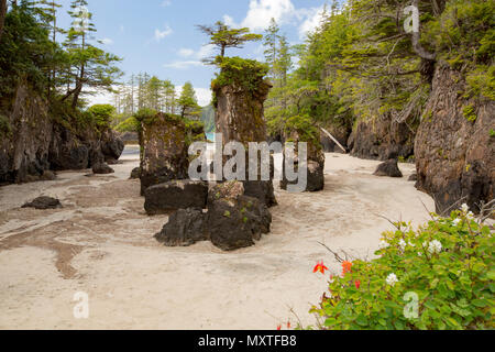 Vancouver Island. San Josef Bay in Cape Scott Provincial Park. Strand und Meer Stacks. Stockfoto