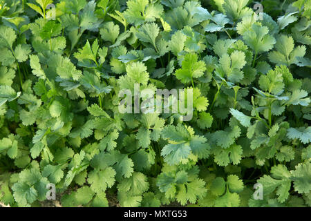 In der Nähe von Cilantro Coriandrum sativum'' unter den Anbau, Koriander, Auch chinesische Petersilie genannt. Stockfoto