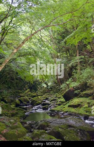 Akame 48 Wasserfälle: geheimnisvolle Landschaft mit riesigen Bäumen und riesigen Moos bewachsen Felsformationen, unberührte Natur, grüne Vegetation, Wasserfällen Stockfoto