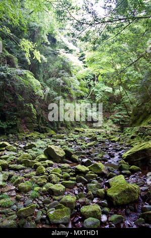 Akame 48 Wasserfälle: geheimnisvolle Landschaft mit riesigen Bäumen und riesigen Moos bewachsen Felsformationen, unberührte Natur, grüne Vegetation, Wasserfällen Stockfoto