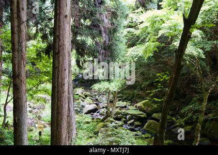 Akame 48 Wasserfälle: geheimnisvolle Landschaft mit riesigen Bäumen und riesigen Moos bewachsen Felsformationen, unberührte Natur, grüne Vegetation, Wasserfällen Stockfoto