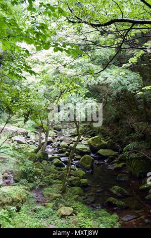 Akame 48 Wasserfälle: geheimnisvolle Landschaft mit riesigen Bäumen und riesigen Moos bewachsen Felsformationen, unberührte Natur, grüne Vegetation, Wasserfällen Stockfoto