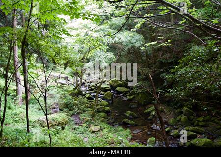 Akame 48 Wasserfälle: geheimnisvolle Landschaft mit riesigen Bäumen und riesigen Moos bewachsen Felsformationen, unberührte Natur, grüne Vegetation, Wasserfällen Stockfoto