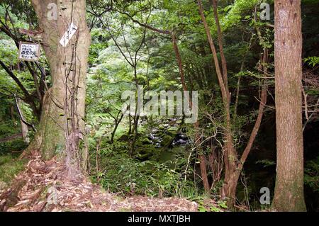 Akame 48 Wasserfälle: geheimnisvolle Landschaft mit riesigen Bäumen und riesigen Moos bewachsen Felsformationen, unberührte Natur, grüne Vegetation, Wasserfällen Stockfoto