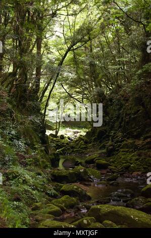 Akame 48 Wasserfälle: geheimnisvolle Landschaft mit riesigen Bäumen und riesigen Moos bewachsen Felsformationen, unberührte Natur, grüne Vegetation, Wasserfällen Stockfoto