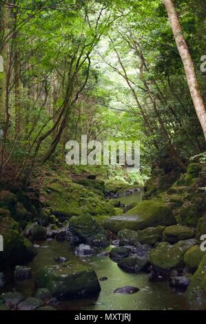 Akame 48 Wasserfälle: geheimnisvolle Landschaft mit riesigen Bäumen und riesigen Moos bewachsen Felsformationen, unberührte Natur, grüne Vegetation, Wasserfällen Stockfoto