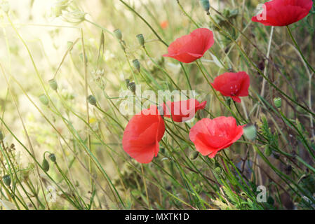 Blühender Mohn Blumen im Sommer Tag in Kotor, Montenegro. Stockfoto
