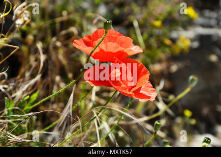 Blühender Mohn Blumen im Sommer Tag in Kotor, Montenegro. Stockfoto