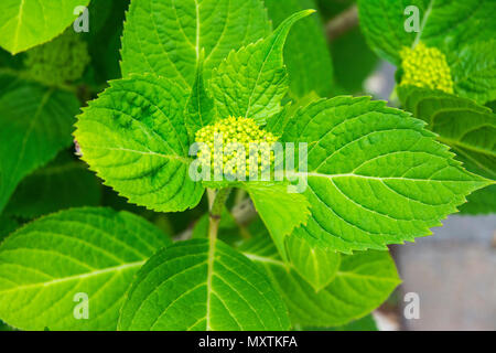 Vegetation von Blumen Austrieb im Sommer. Stockfoto