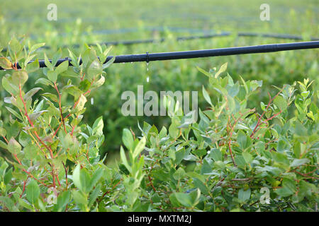 Tropfbewässerung System, Heidelbeeren Pflanzen Wasser sparende Tropfenbewässerung System in einem Blueberry Feld verwendet wird. Stockfoto