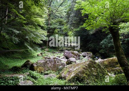 Akame 48 Wasserfälle: geheimnisvolle Landschaft mit riesigen Bäumen und riesigen Moos bewachsen Felsformationen, unberührte Natur, grüne Vegetation, Wasserfällen Stockfoto
