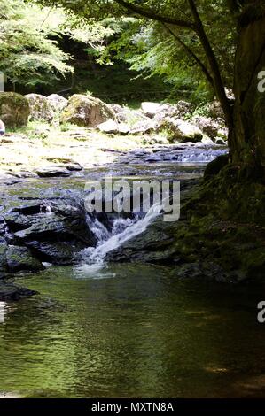 Akame 48 Wasserfälle: geheimnisvolle Landschaft mit riesigen Bäumen und riesigen Moos bewachsen Felsformationen, unberührte Natur, grüne Vegetation, Wasserfällen Stockfoto