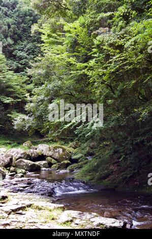 Akame 48 Wasserfälle: geheimnisvolle Landschaft mit riesigen Bäumen und riesigen Moos bewachsen Felsformationen, unberührte Natur, grüne Vegetation, Wasserfällen Stockfoto