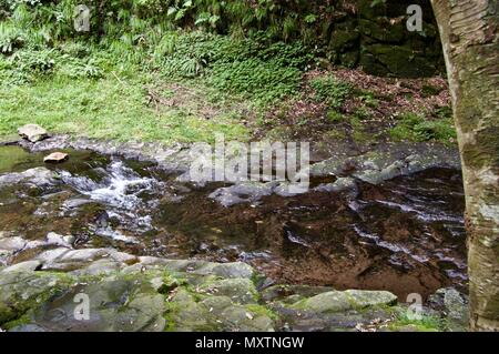 Akame 48 Wasserfälle: geheimnisvolle Landschaft mit riesigen Bäumen und riesigen Moos bewachsen Felsformationen, unberührte Natur, grüne Vegetation, Wasserfällen Stockfoto