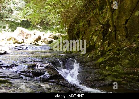 Akame 48 Wasserfälle: geheimnisvolle Landschaft mit riesigen Bäumen und riesigen Moos bewachsen Felsformationen, unberührte Natur, grüne Vegetation, Wasserfällen Stockfoto