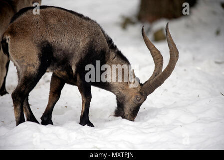 Pyrenäen Ibex im Schnee, Capra Pyrenaica, Spanien Stockfoto