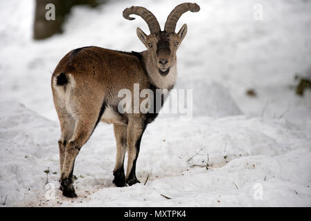 Pyrenäen Ibex im Schnee, Capra Pyrenaica, Spanien Stockfoto