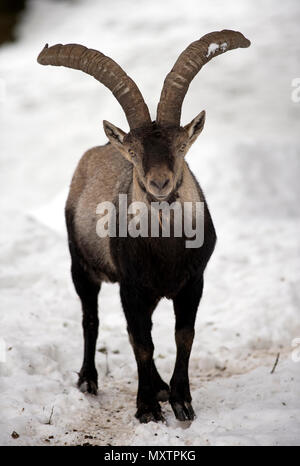 Pyrenäen Ibex im Schnee, Capra Pyrenaica, Spanien Stockfoto