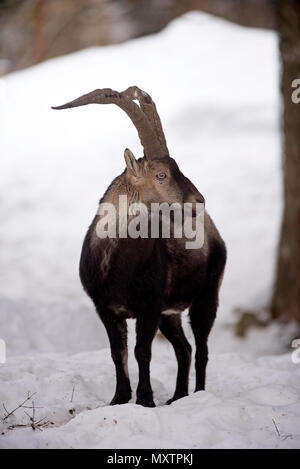 Pyrenäen Ibex im Schnee, Capra Pyrenaica, Spanien Stockfoto