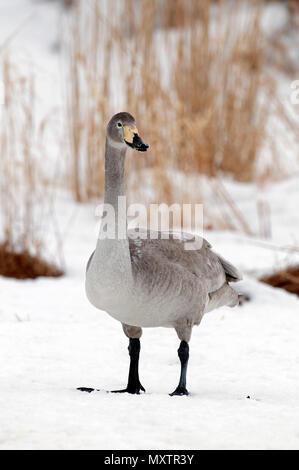 Singschwan (Cygnus Cygnus) Junge, Japan Stockfoto