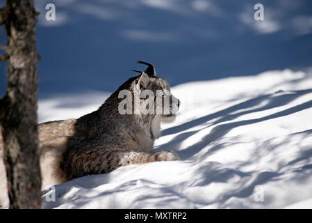 Eurasischen Luchs Lynx lynx im Schnee Stockfoto