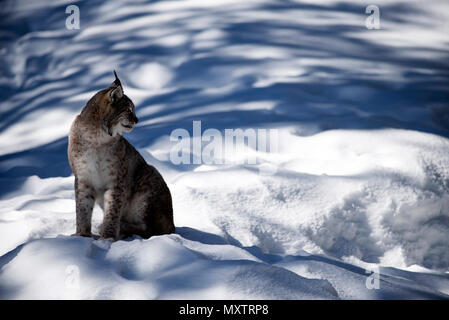 Eurasischen Luchs Lynx lynx im Schnee Stockfoto