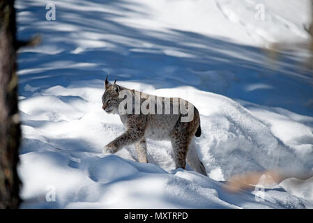 Eurasischen Luchs Lynx lynx im Schnee Stockfoto