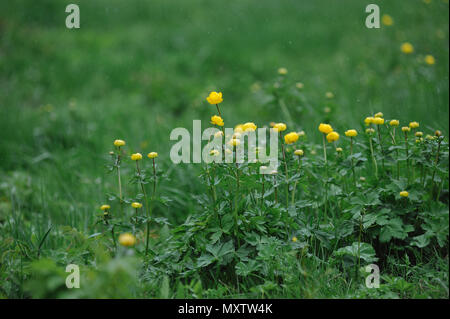 Globeflowers auf dem Feld während einem Schneefall. Stockfoto