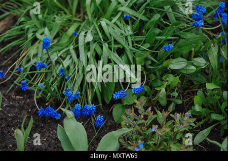 Nahaufnahme von muscari Blumen auf blumenbeet nach dem Regen Stockfoto