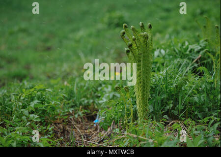 Junger Farn schießt an einem verschneiten Tag. Stockfoto