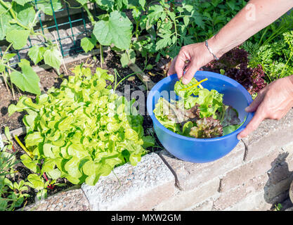 Femail handpflückung Essen aus dem Garten als Salat und Mangold für den Abend Salat Stockfoto