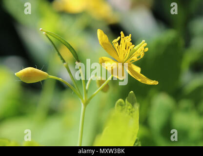 Die hübschen gelben Blume von Chelidonium majus, auch als Schöllkraut bekannt. Stockfoto