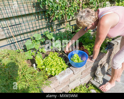 Femail handpflückung Essen aus dem Garten als Salat und Mangold für den Abend Salat Stockfoto