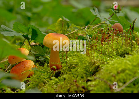 Schließen Sie die Seitenansicht eines winzigen Pilze und Moos auf den Waldboden, selektiver Fokus Stockfoto