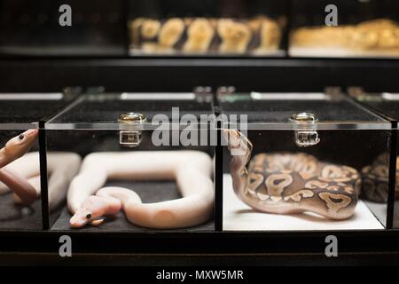 Exotische Schlangen auf Anzeige im kleinen schwarzen Container an einem exotischen Reptilien zeigen. Stockfoto