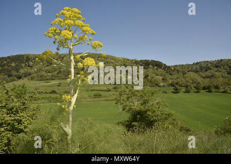 Riesigen Fenchel - Ferula communis Stockfoto