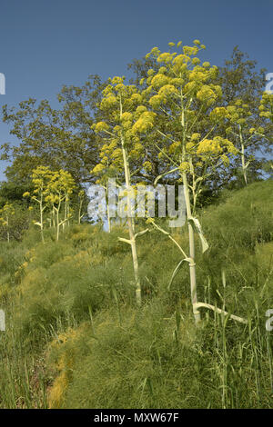 Riesigen Fenchel - Ferula communis Stockfoto