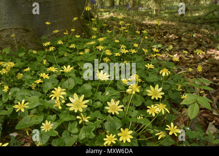 Kleinen Schöllkraut - Ranunculus ficaria Stockfoto