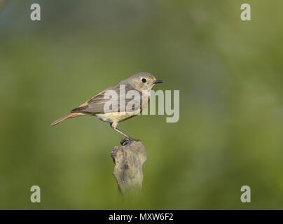 Common Redstart Phoenicurus phoenicurus - - weiblich Stockfoto