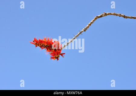 Ocotillo Bloom, Glorietta Canyon, Anza-Borrego Desert State Park, CA, USA 120328 70728 Stockfoto