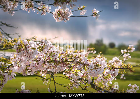 Garry Punkt Kirschblüten Kirschblüten in Richmond BC mit den dunklen Himmel im Hintergrund. Stockfoto